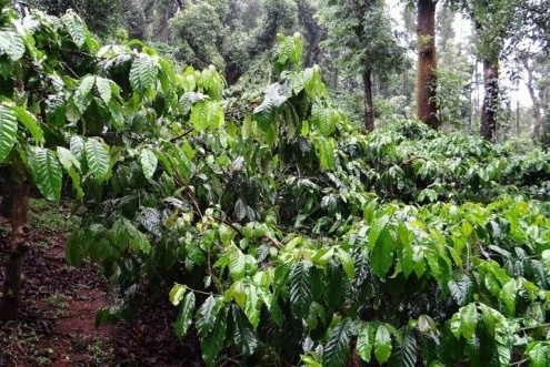 Coffee bushes in the rainforest