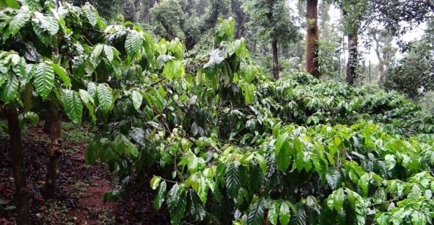 Coffee bushes in the rainforest