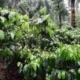 Coffee bushes in the rainforest